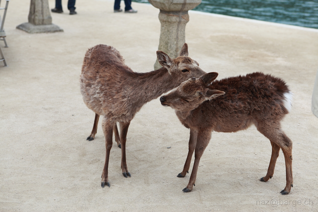 EOS 5D Mark II10_04_20134290.JPG